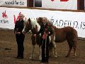 Heiðurshryssa suðurlands 2013 Álfadís dóttir Grýlu. Mynd Vigdís í Lækjsrmóti.