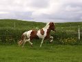 Álfgrímur 2013 083 37