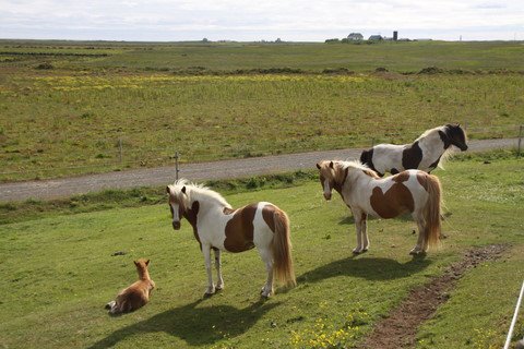 Álfadís, Grýla and Heilladís