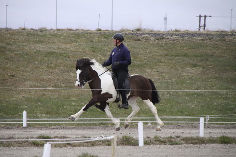 Bergur and Aðaldís frá Syðri Gegnishólum