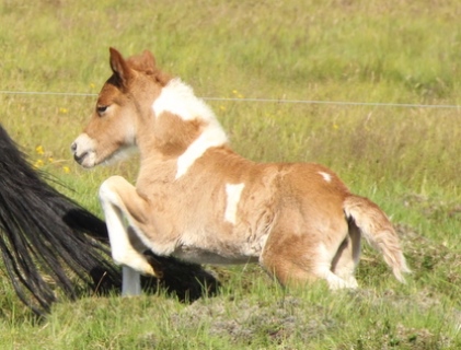 Tesla frá Ketilsstöðum born 2010