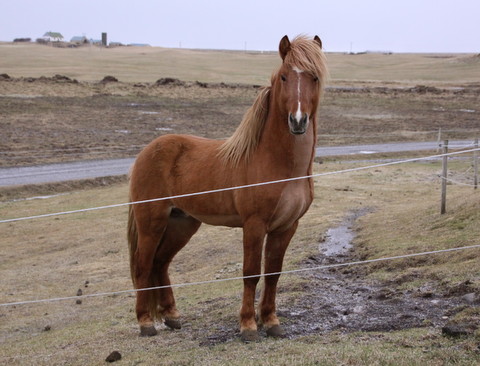 Álfarinn frá Syðri Gegnishólum