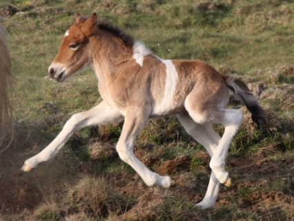 Lokkur frá Syðri Gegnishólum